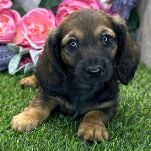 Miniature Long Haired Dachshund Puppies For Sale