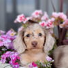 Long Haired Dachshund Puppy