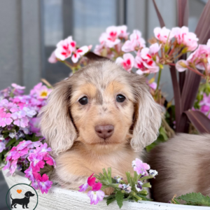 Long Haired Dachshund Puppy