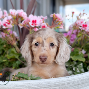 Long Haired Dachshund Puppy