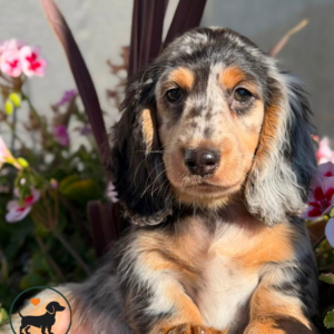 Long Hair Dachshund For Sale