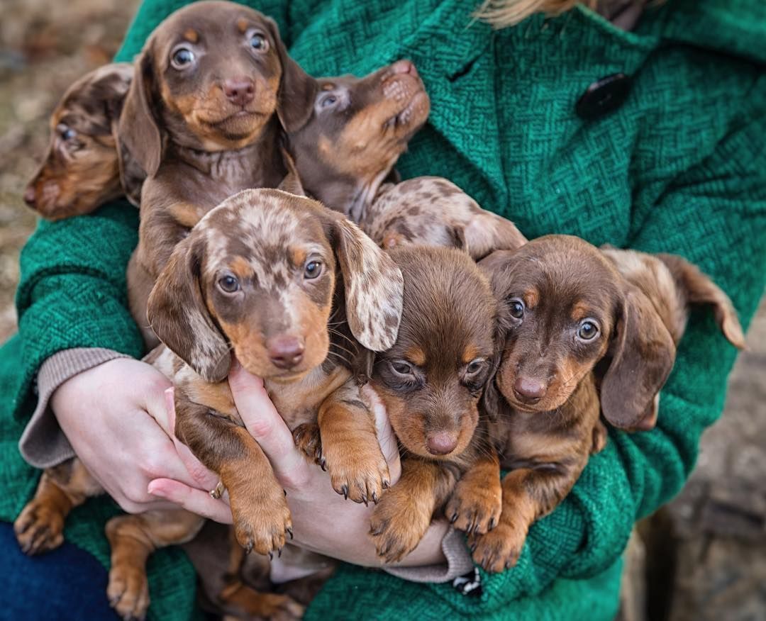 Cheryl holding dachshund puppy