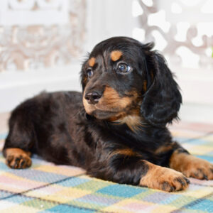 long haired dachshund puppy