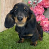 Apricot - Long Haired Dachshund