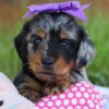 Dapple Dachshund Puppies For Sale