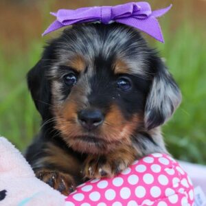 Dapple Dachshund Puppies For Sale