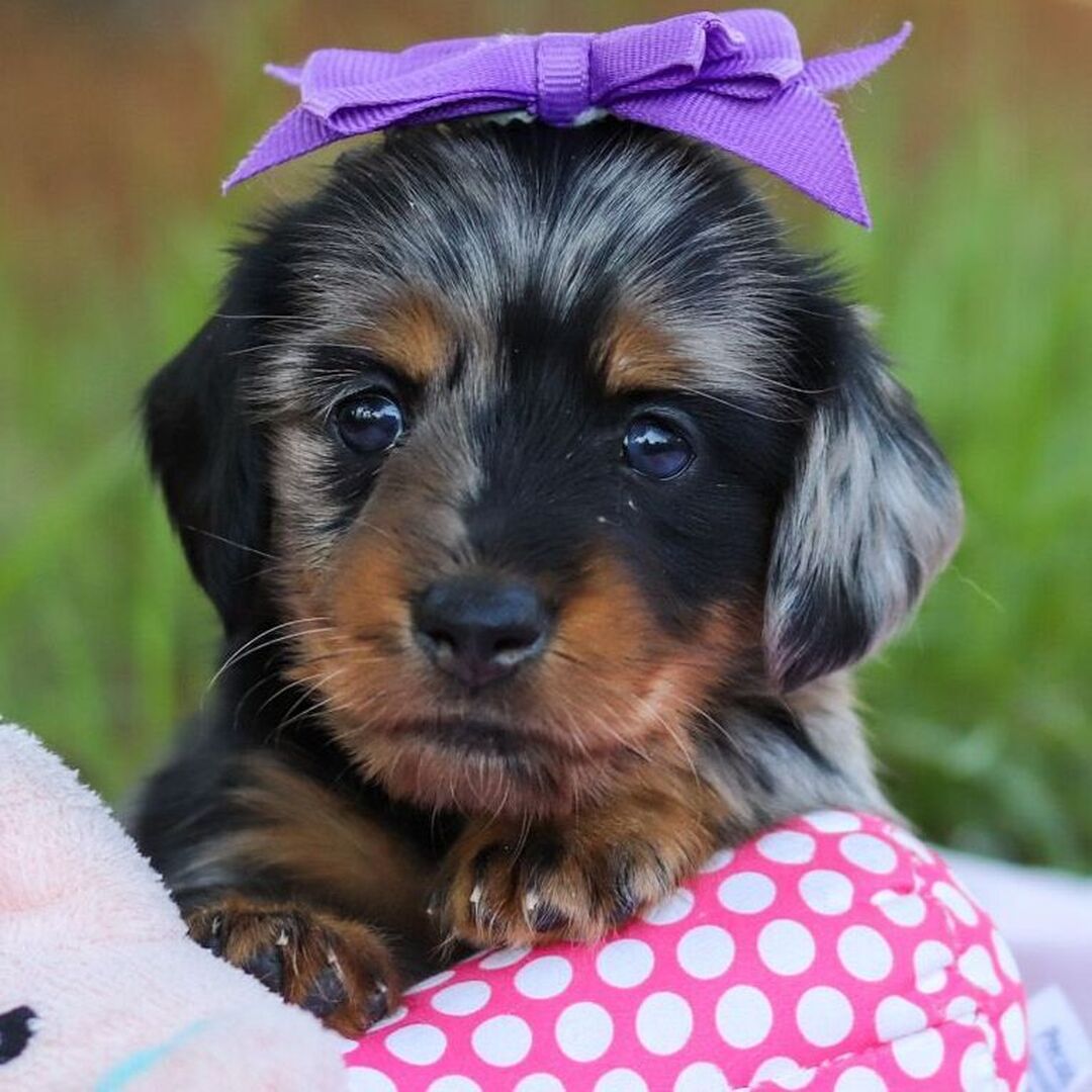 Dapple Dachshund Puppies For Sale