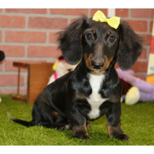 long hair dachshund
