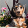 Long Hair Dachshund For Sale