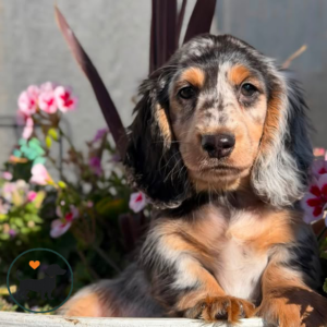 Long Hair Dachshund For Sale