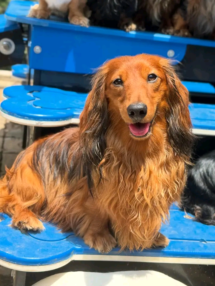 Cheryl holding dachshund puppy