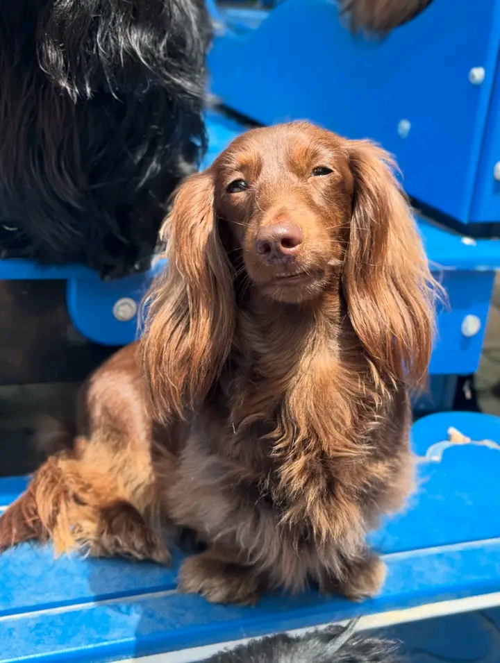 Cheryl holding dachshund puppy
