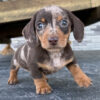 Miniature Dapple Dachshund