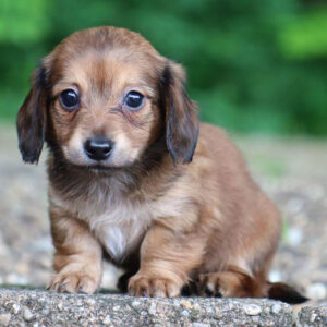 Red Dachshund Long Hair