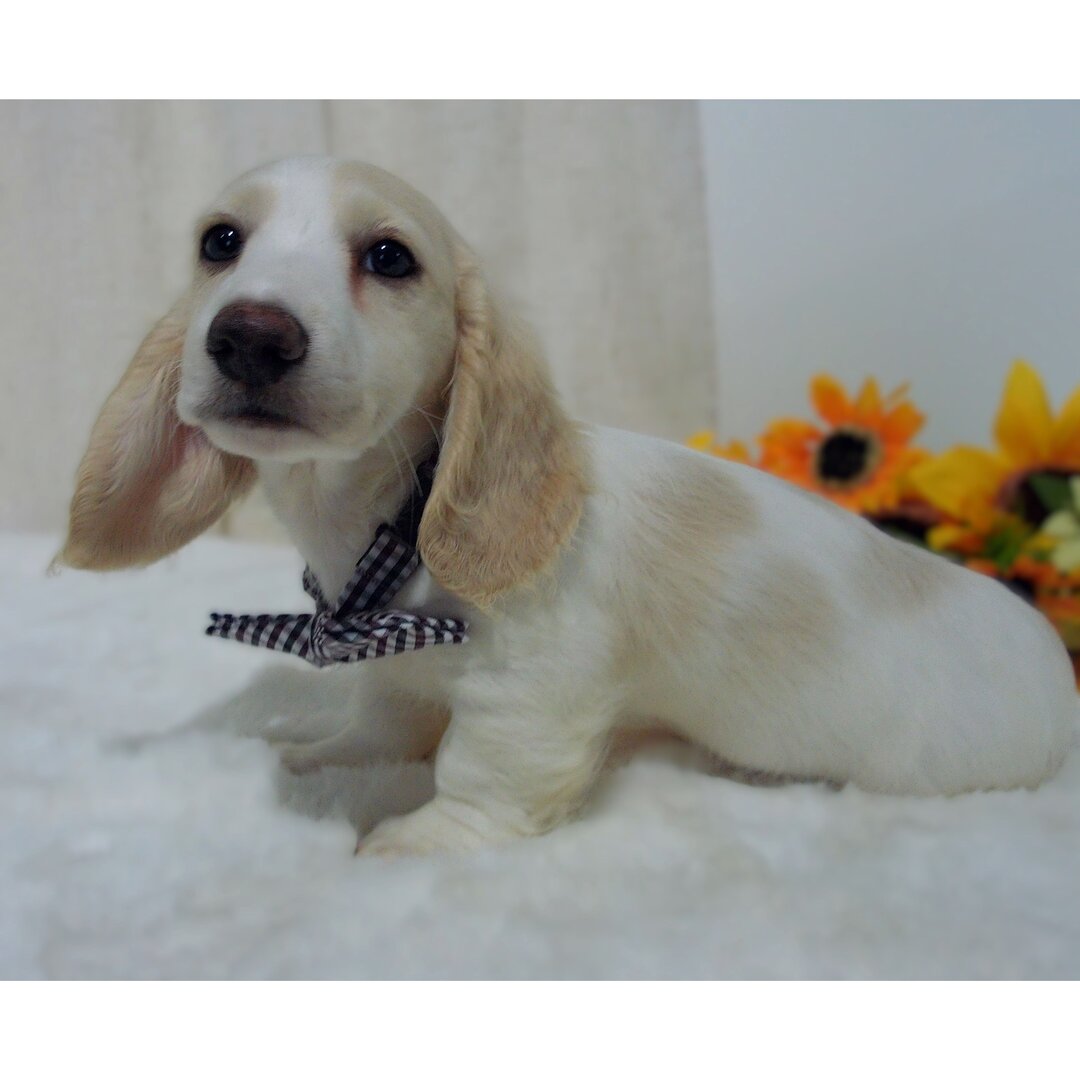 Cream Dachshund