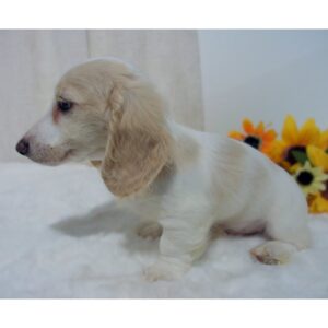 Cream Dachshund