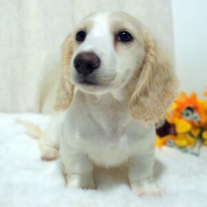 Cream Dachshund