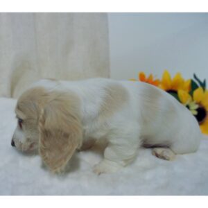 Cream Dachshund
